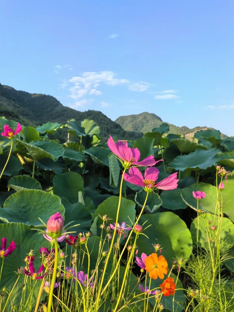 賞荷——時間都去哪了